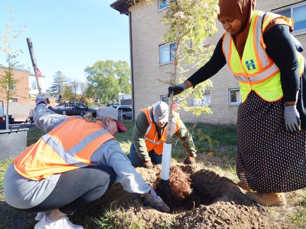 Three people work together to plant a tree outside an apartment building in Hennepin County.