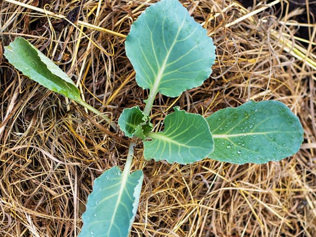 Young green plant with five broad leaves, surrounded by golden straw mulch.
