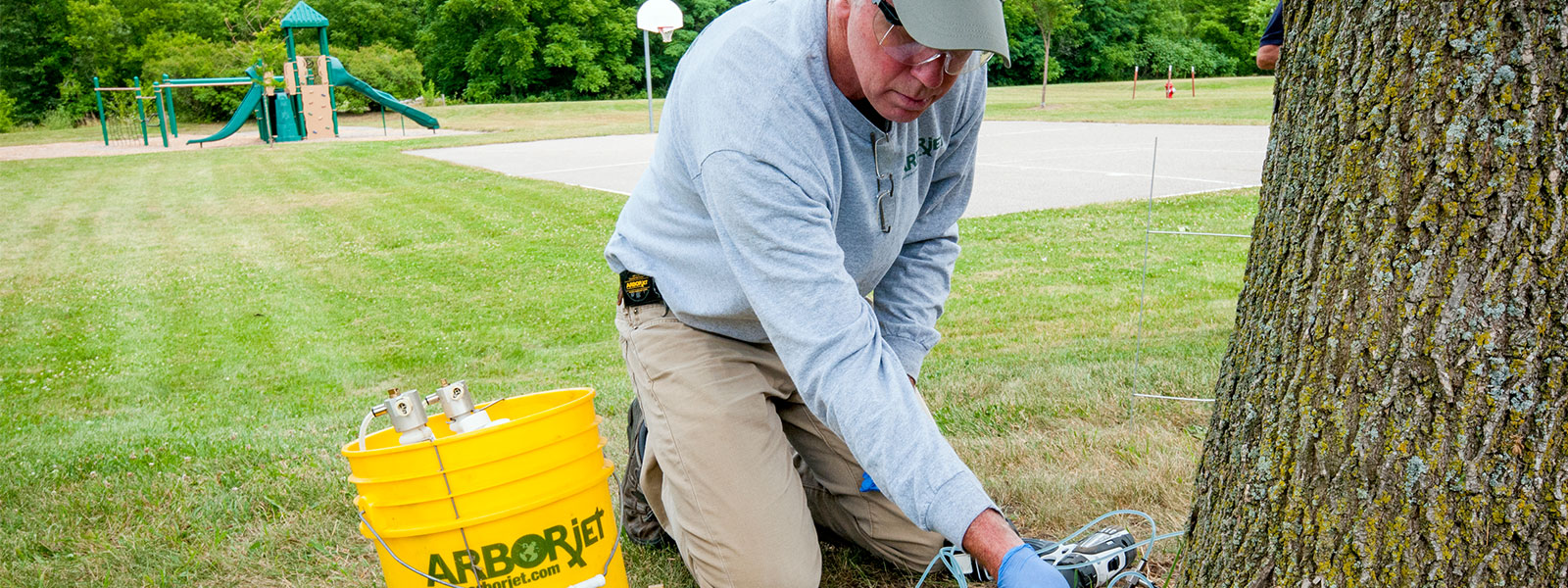 arborist treating an ash tree