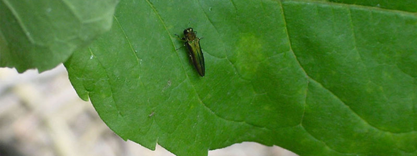 emerald ash borer