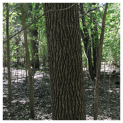 ash tree bark