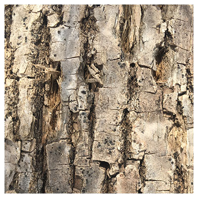 holes in an emerald ash tree