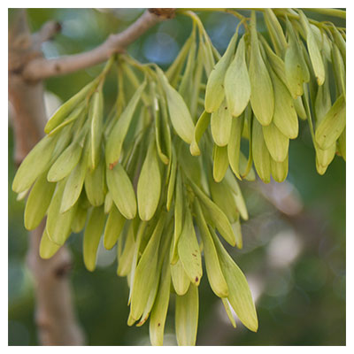 ash tree seeds