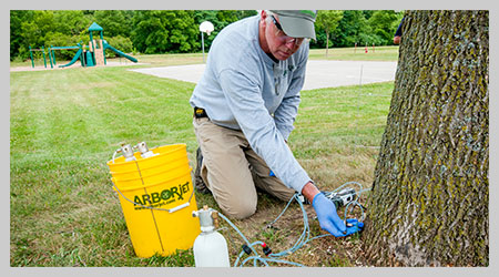 arborist treating an ash tree