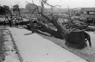 Black and white photo of a large elm tree being cut down on a city street