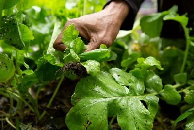 Close up of a hand harvesting lettuce from a garden