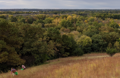 Several people with buckets collecting seeds in a hillside prairie