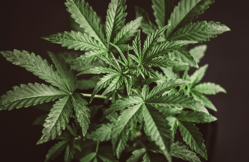 cannabis leaf